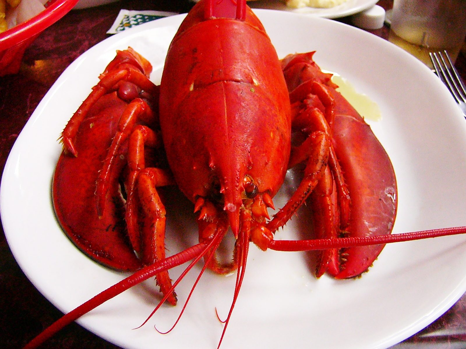 lobster